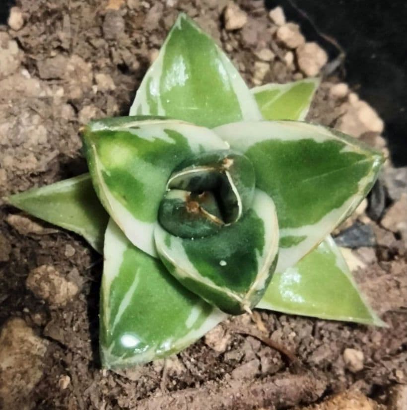 王妃笹の雪 A型 ピンキー 白覆輪斑 発根済 鉢ごと発送 美白覆輪 アガベ