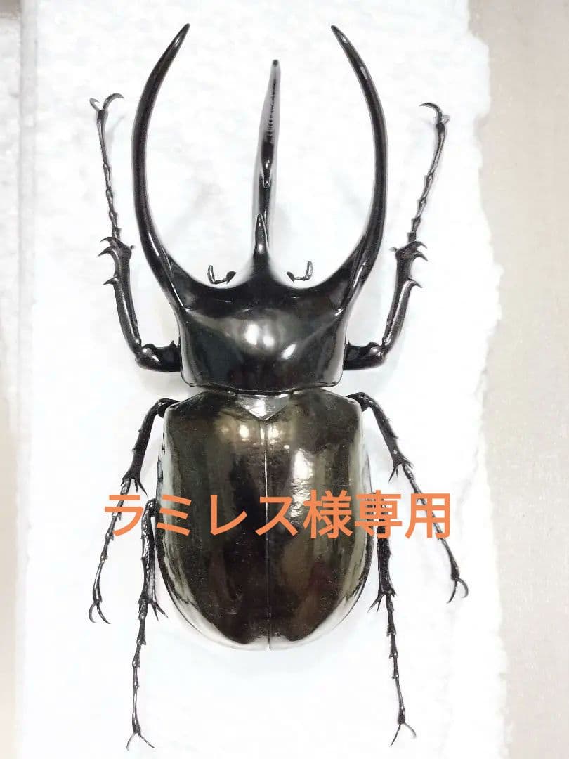 大型クワガタ・カブトムシ３種標本セット