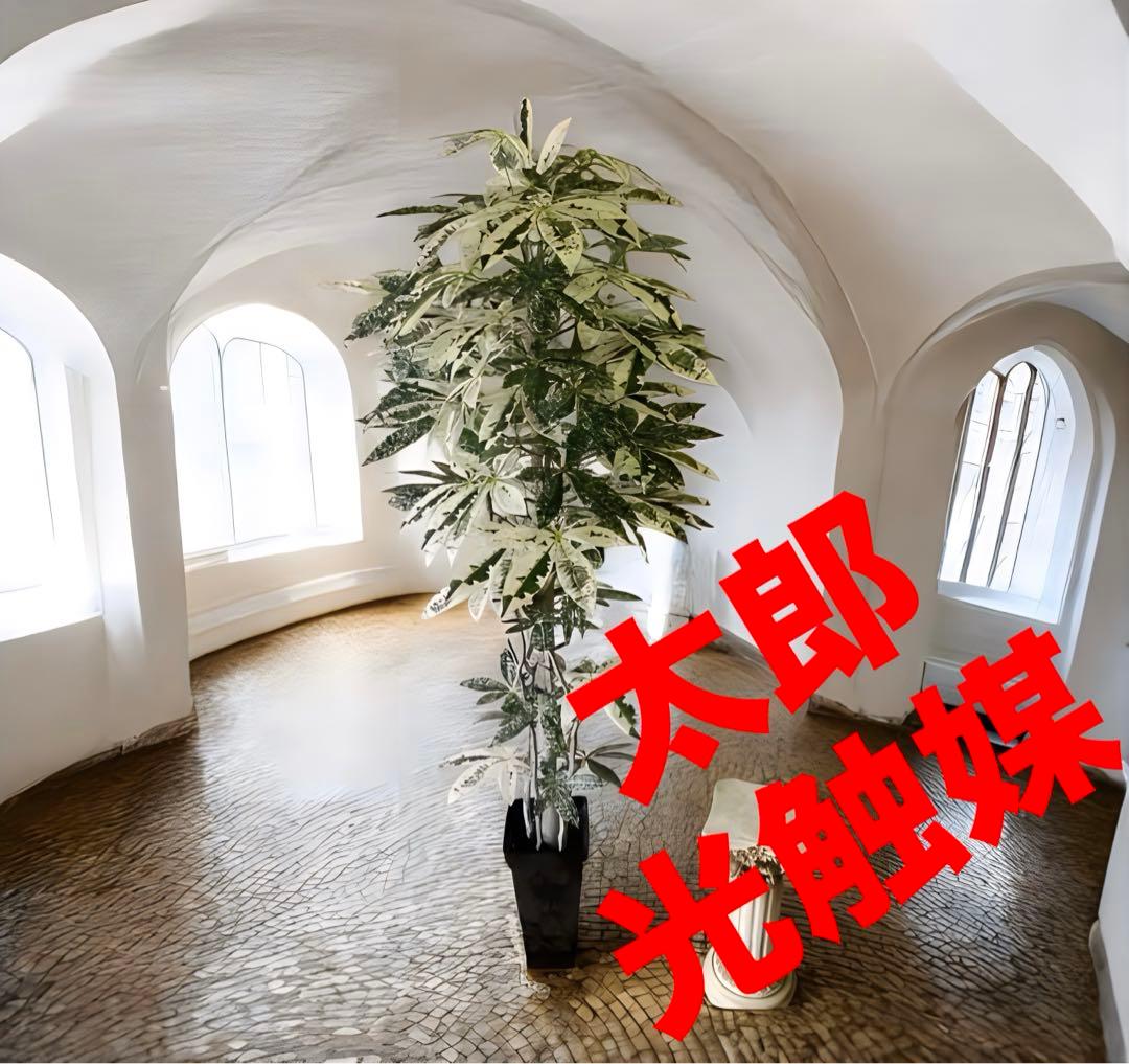 光触媒　人工観葉植物　ウォールグリーン　フェイクグリーン　斑入りパキラ175