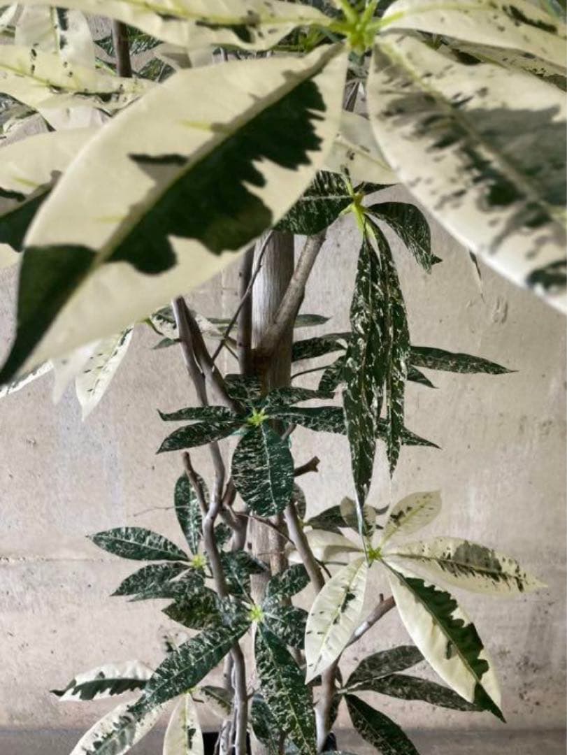 光触媒　人工観葉植物　ウォールグリーン　フェイクグリーン　斑入りパキラ175