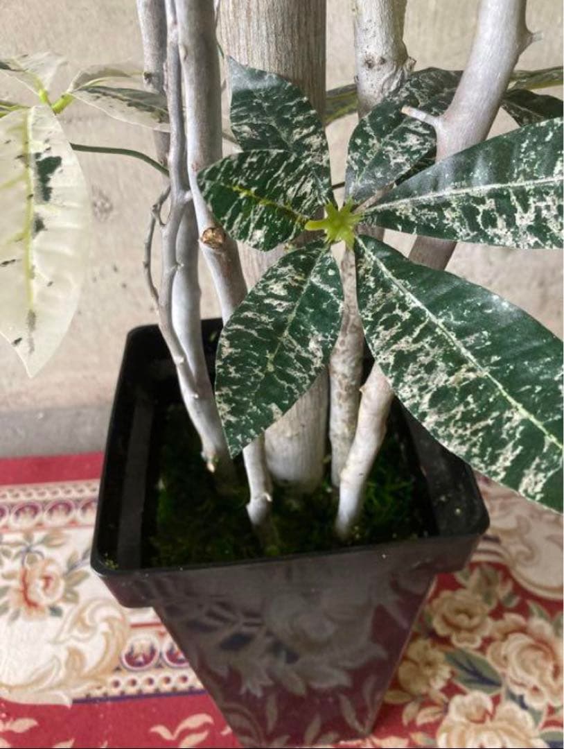 光触媒　人工観葉植物　ウォールグリーン　フェイクグリーン　斑入りパキラ175