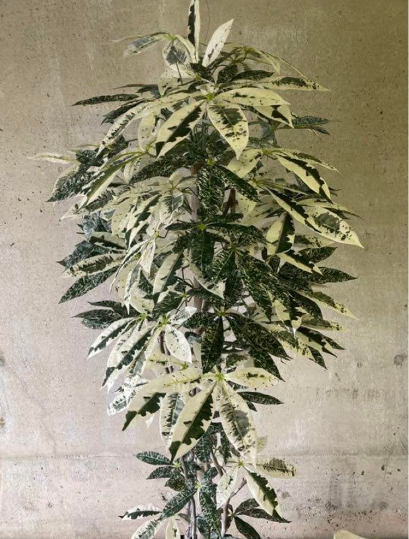 光触媒　人工観葉植物　ウォールグリーン　フェイクグリーン　斑入りパキラ175