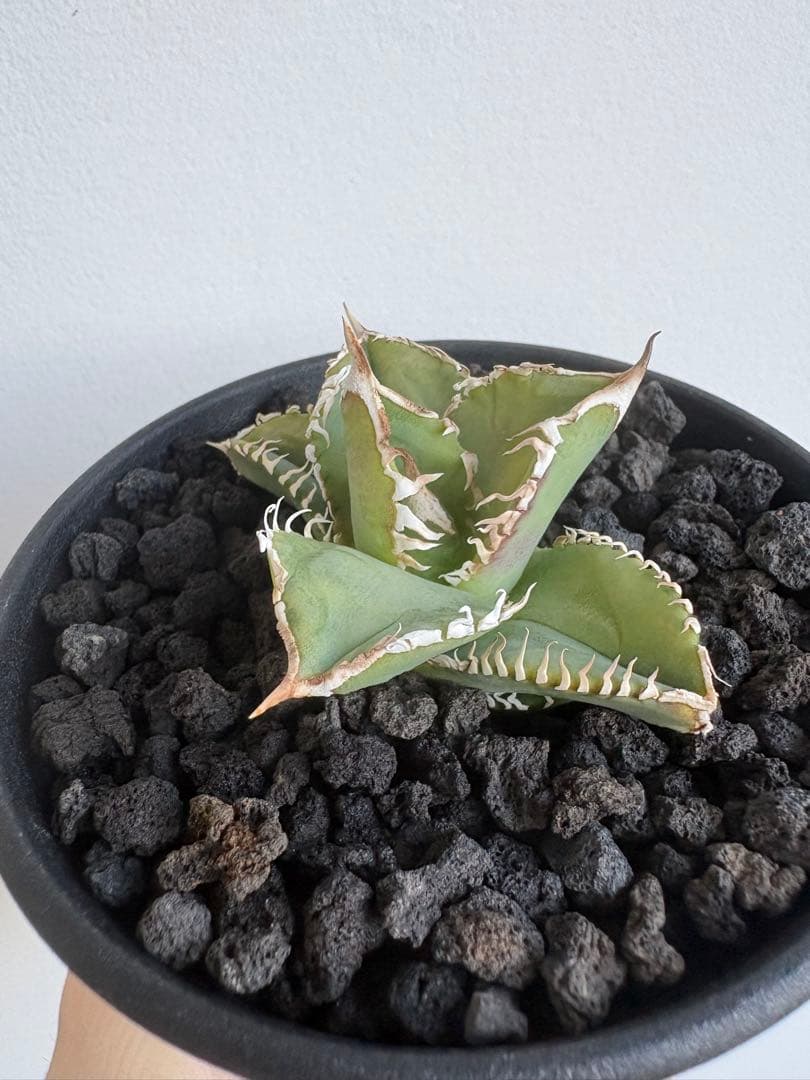 Agave titanota 大白鯊（ホホジロザメ）子株 親株写真あり 発根済み