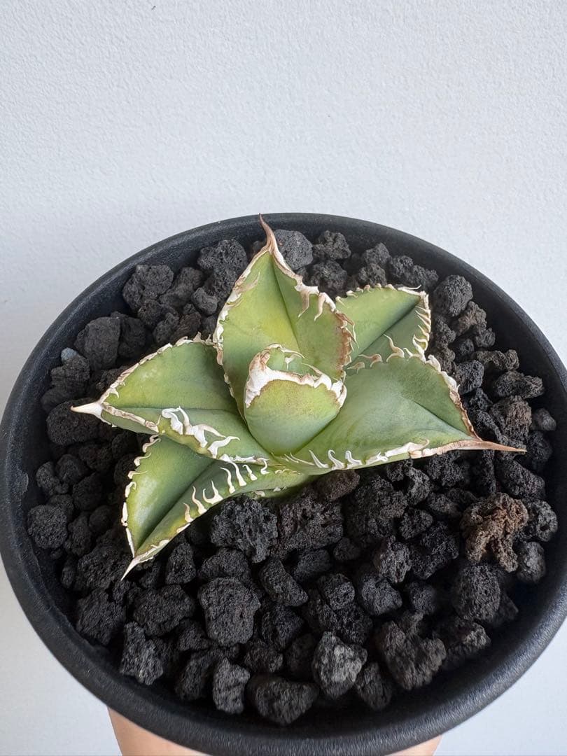 Agave titanota 大白鯊（ホホジロザメ）子株 親株写真あり 発根済み