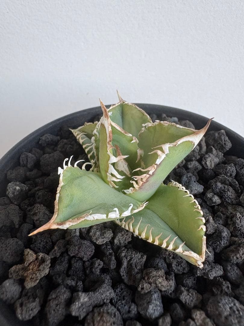 Agave titanota 大白鯊（ホホジロザメ）子株 親株写真あり 発根済み