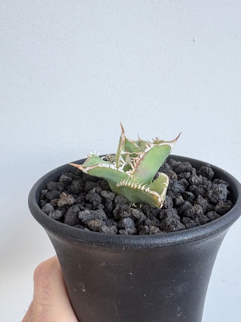 Agave titanota 大白鯊（ホホジロザメ）子株 親株写真あり 発根済み