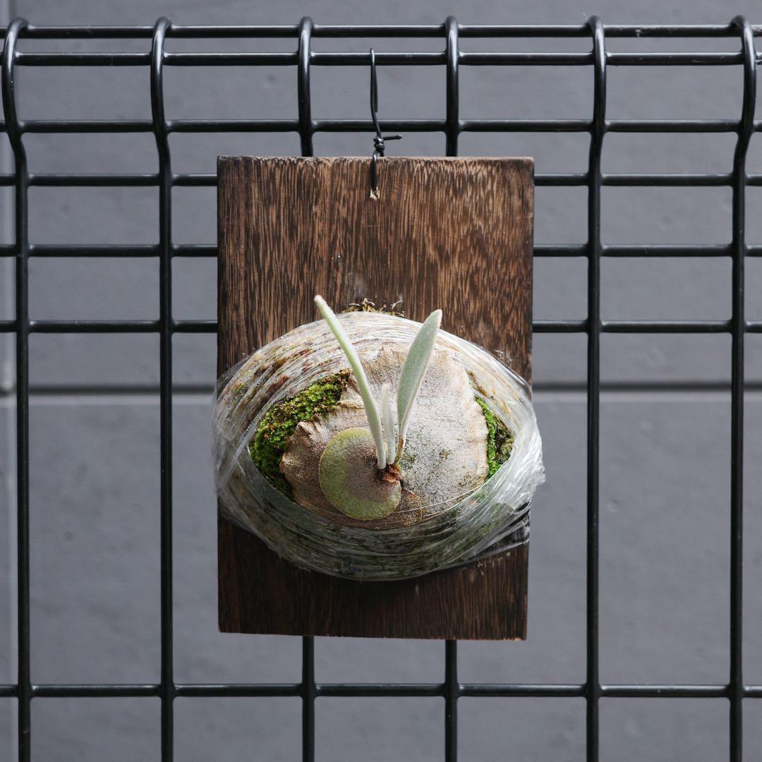 ︎︎︎︎☑︎ P.veitchii wild sp ♯3ビカクシダ 子株 限定1つ