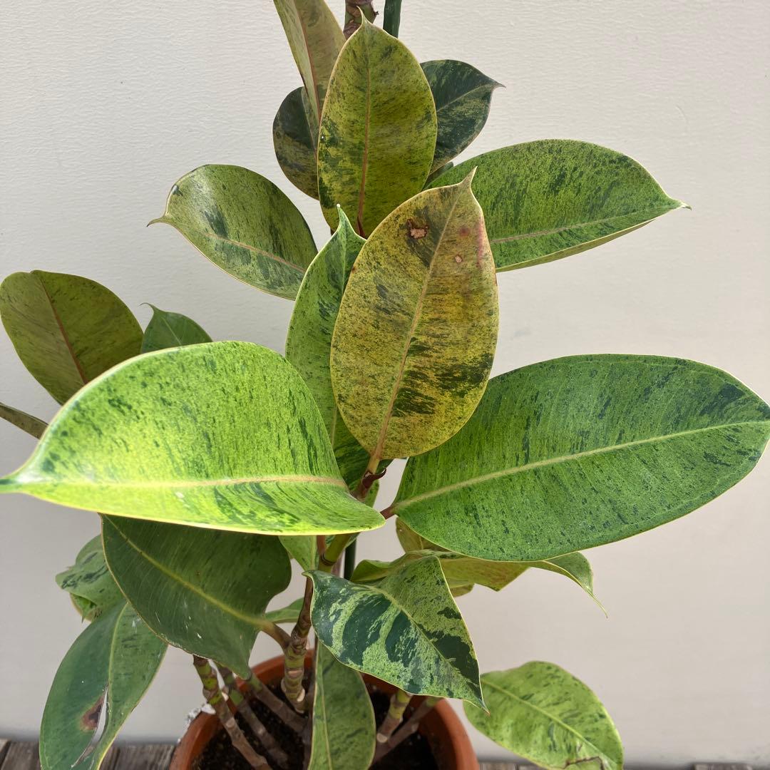 フィカス　ジン　斑入り　鉢皿付き