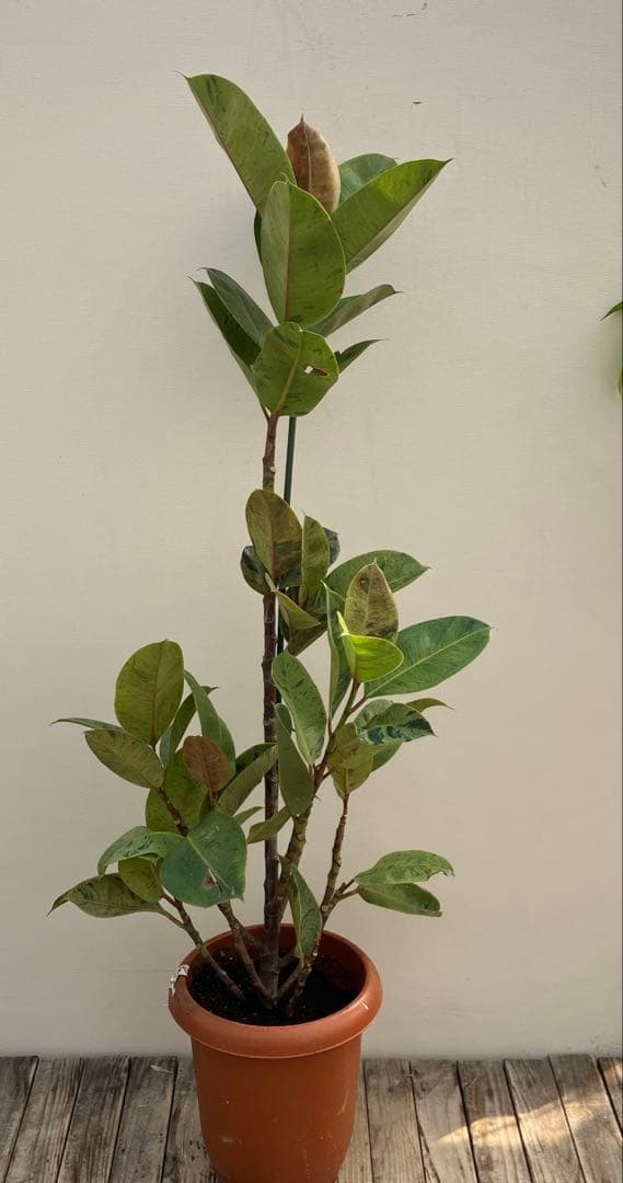 フィカス　ジン　斑入り　鉢皿付き