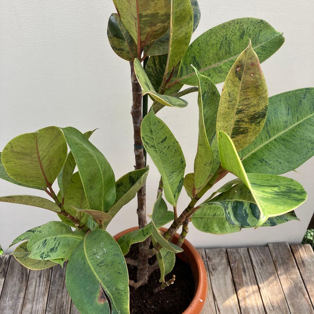 フィカス　ジン　斑入り　鉢皿付き