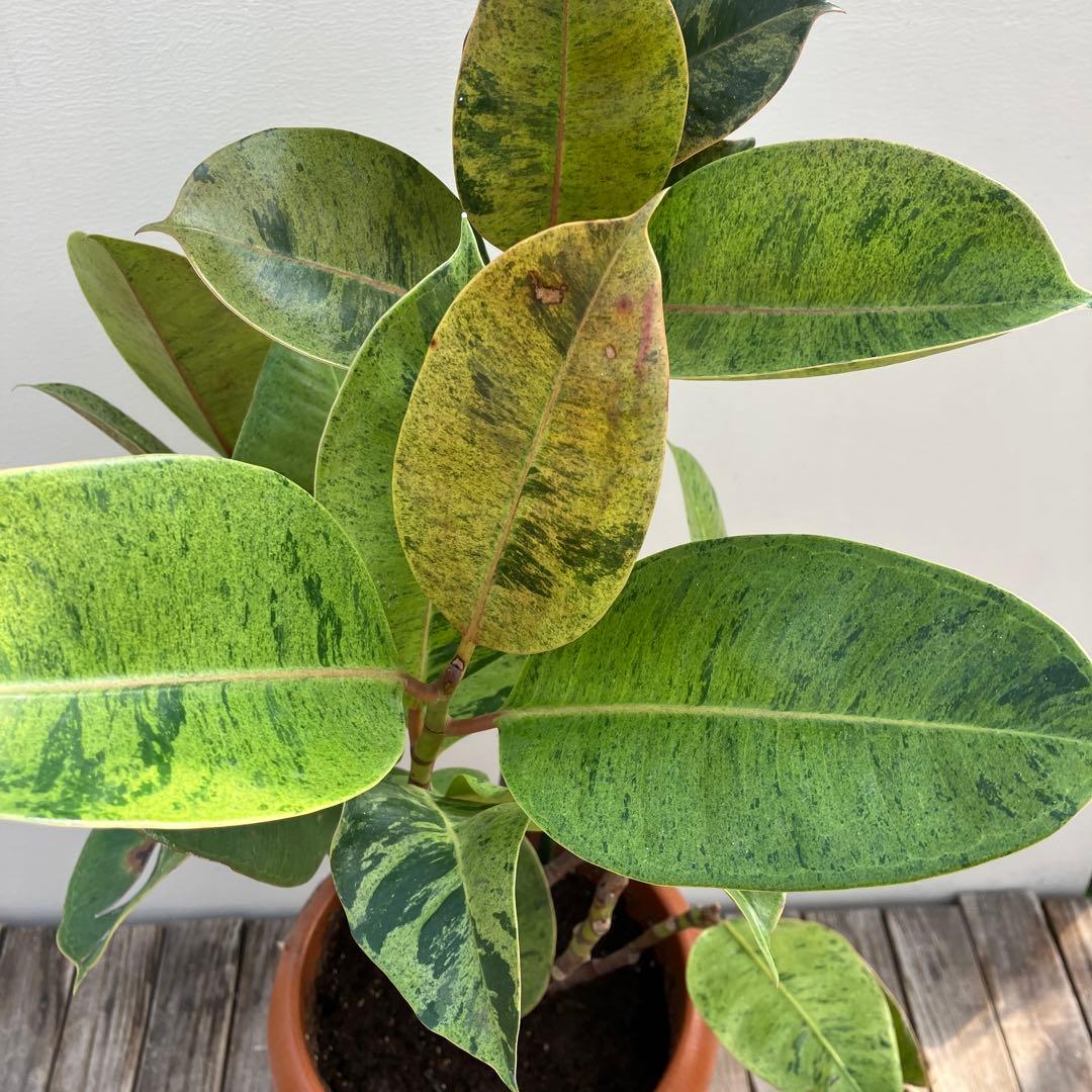 フィカス　ジン　斑入り　鉢皿付き