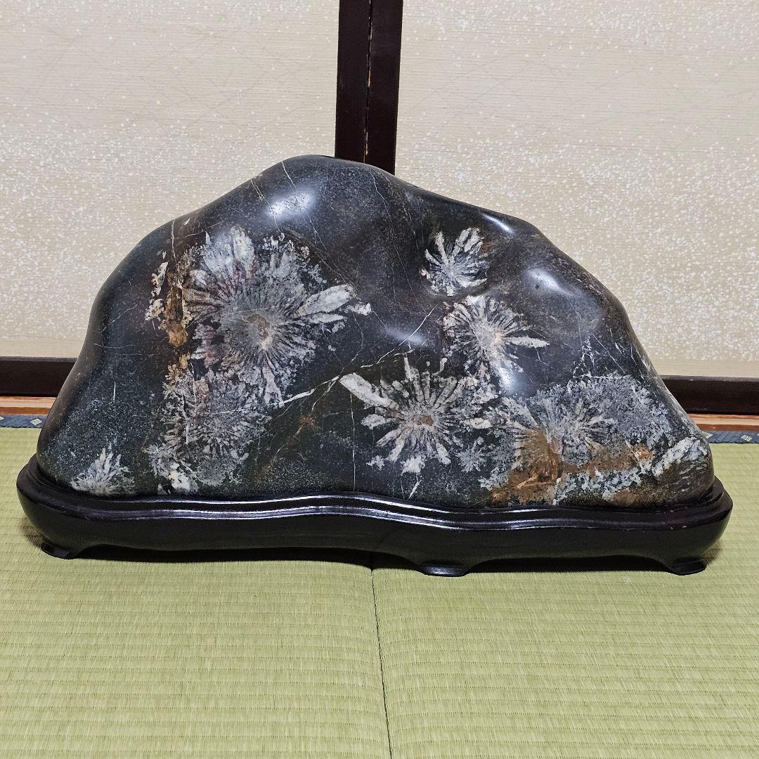 根尾菊花石18kg 台座付き　岐阜県根尾谷産　銘石水石鑑賞石