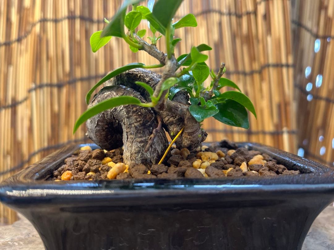 ✨✨✨superガジュマル【ジブリの世界】検/宮古ガジュマル♪セール♪