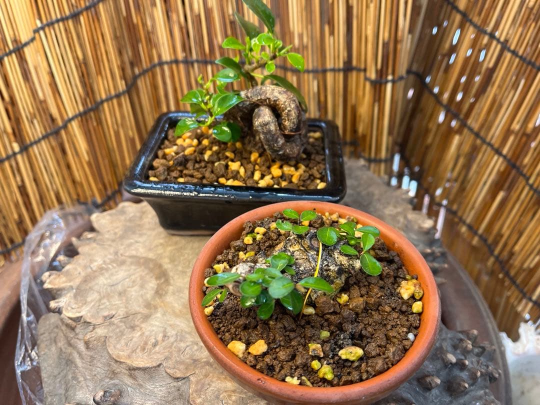 ✨✨✨superガジュマル【ジブリの世界】検/宮古ガジュマル♪セール♪