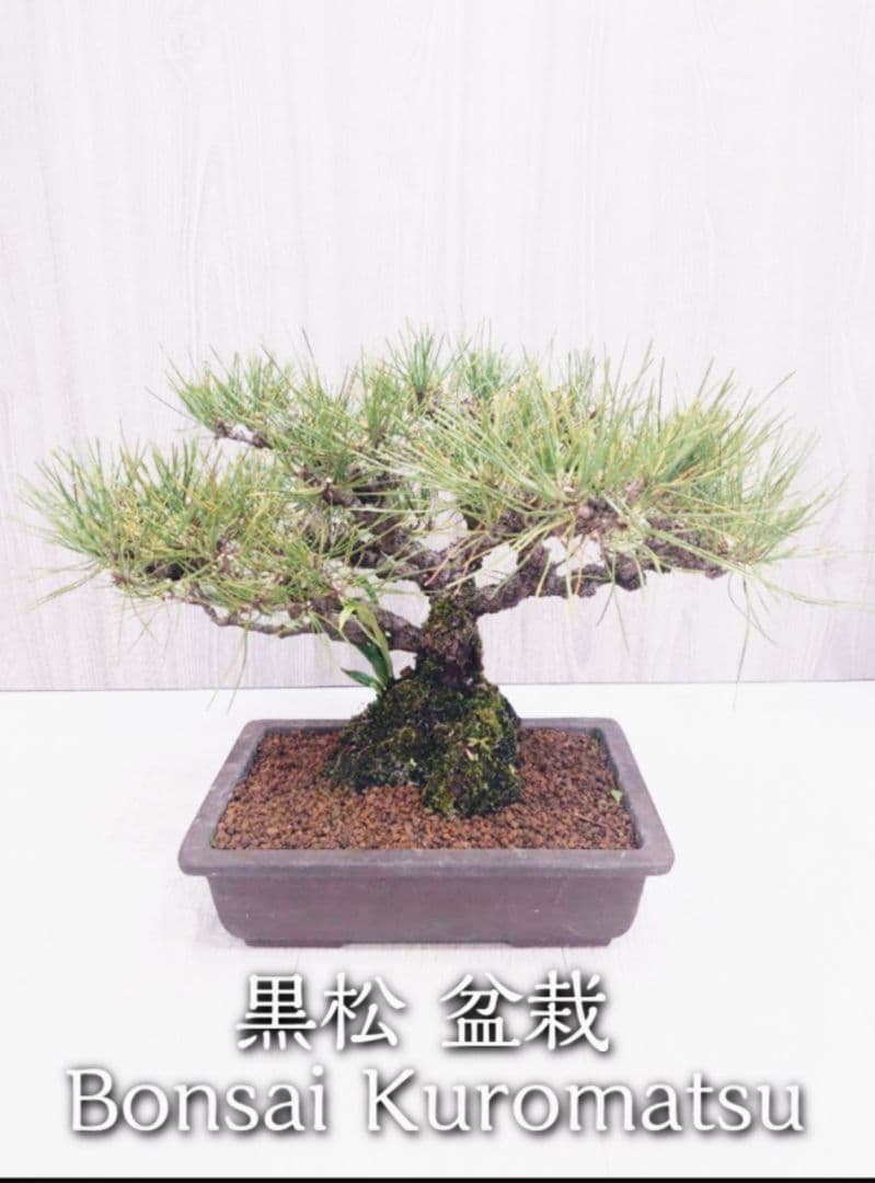 黒松盆栽 万里一空 特選 春を松 Bonsai Kuromatsu