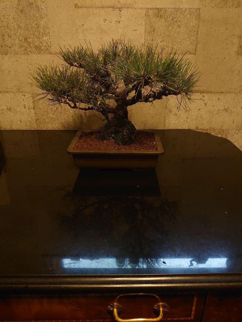 黒松盆栽 万里一空 特選 春を松 Bonsai Kuromatsu