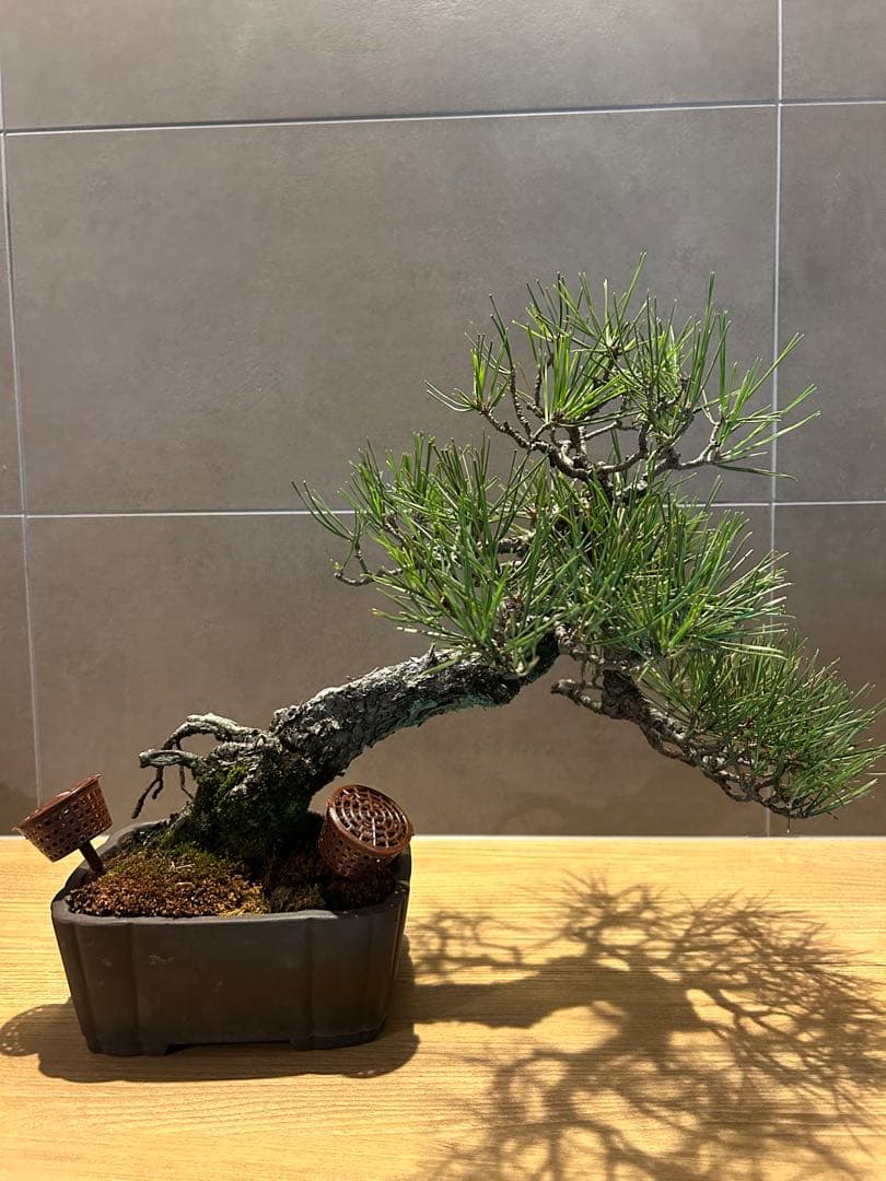 実生45年　黒松盆栽