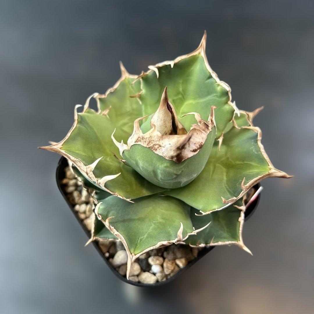 きしんざだーくねす様用　白犀牛