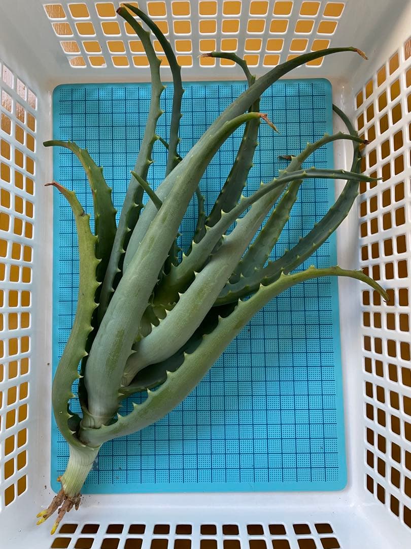 キダチアロエ 30㎝超 発根済みカット苗 多肉植物