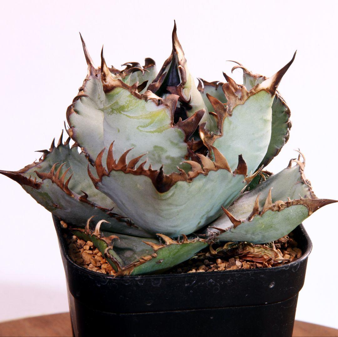 ビースト★野獣★BEAST★カクタスグリーン産★CACTUS GREEN産★良型