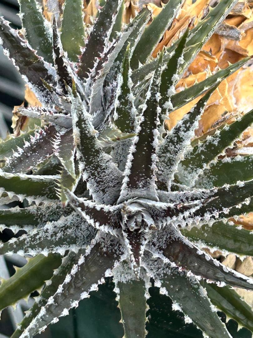 小型 DBディッキア Dyckia Bill Baker hybrid #123