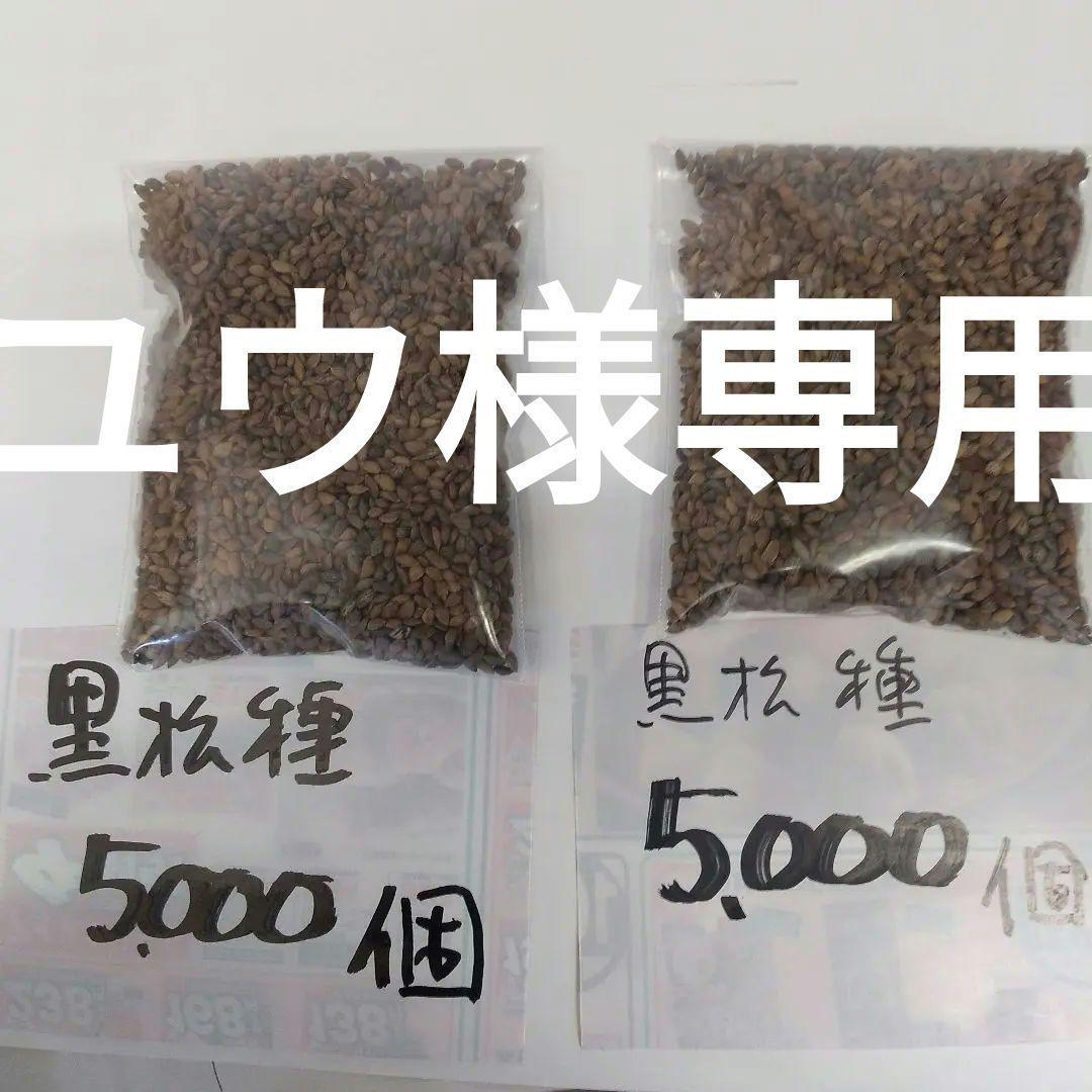 2024年産、静岡県産、黒松種、10000個