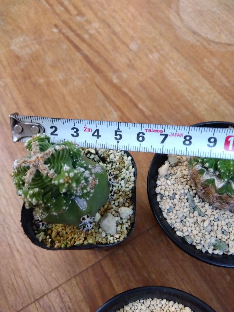 サボテン　アズテキウム　紅籠　接木　大玉プラス群生株3鉢セット❗