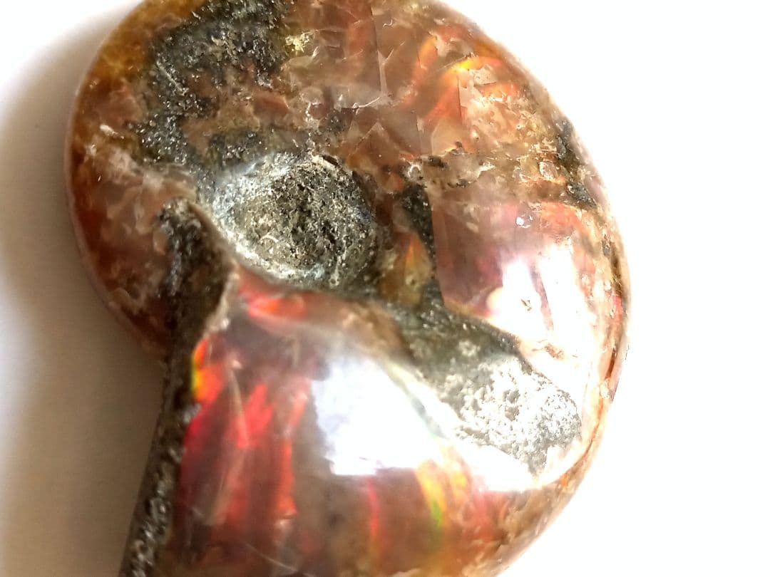 アンモナイト × オパール  アンモライト 赤系 ❒ 化石 45mm