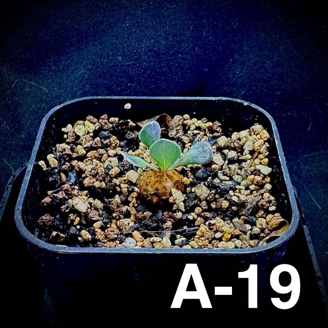 /様 塊根植物他 実生苗 1/3