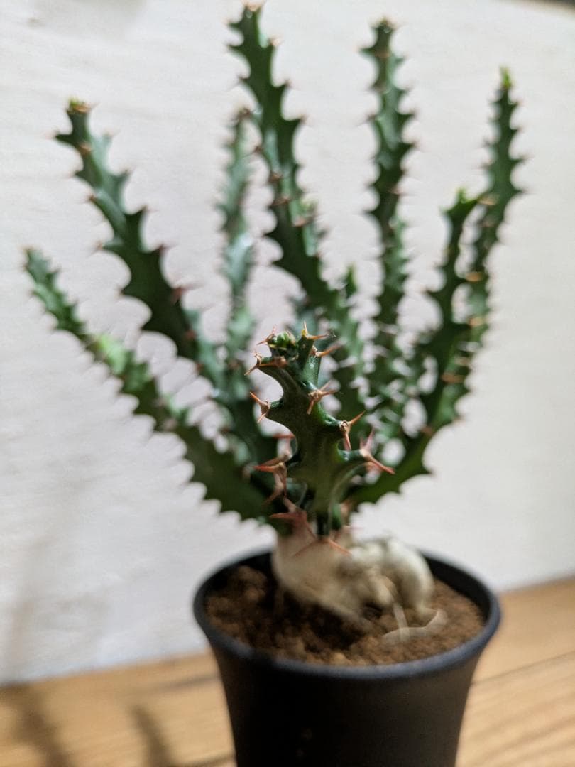 ユーフォルビア スクアローサ『奇怪ヶ島』〈現品限り〉【珍奇植物・塊根植物】