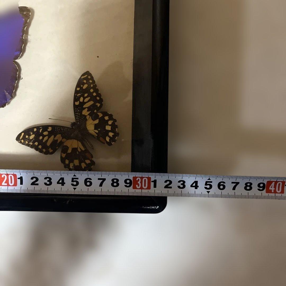 レトロ　モルフォ蝶他標本
