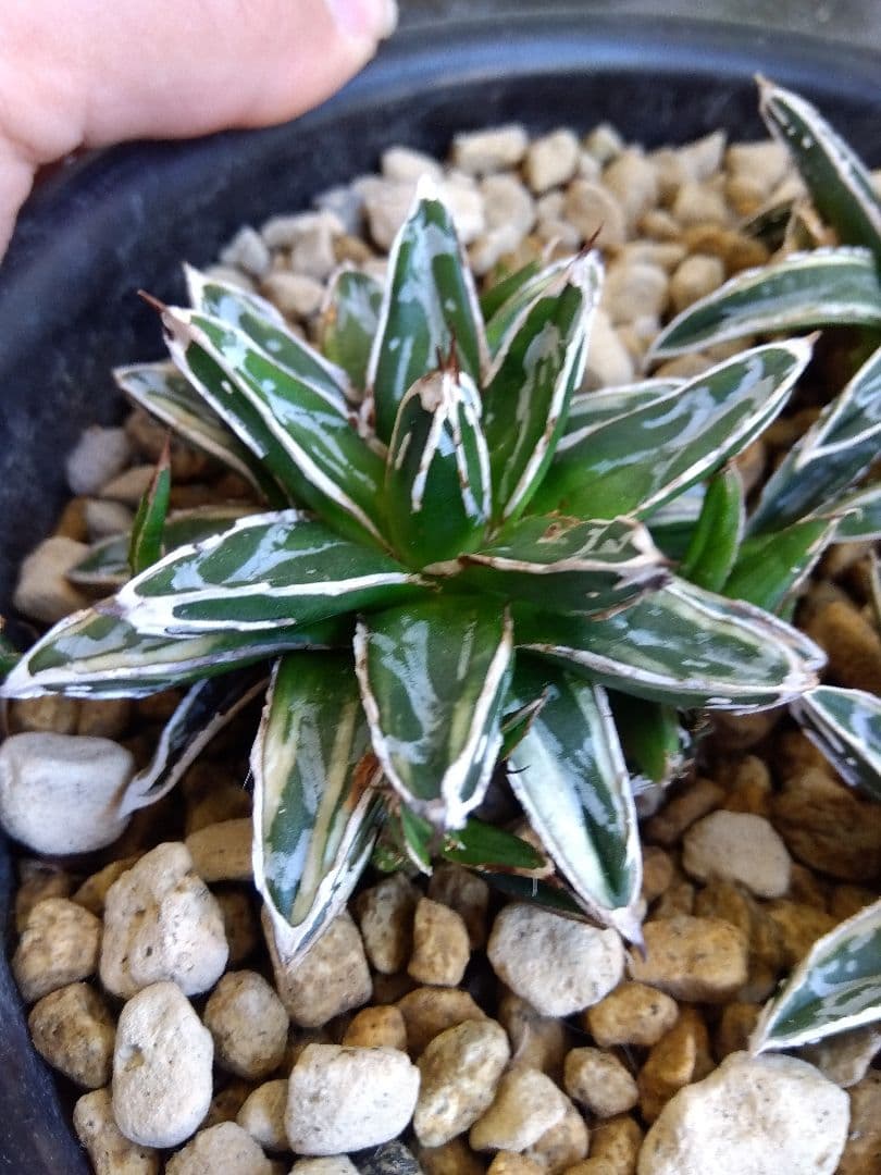 アガベ　姫笹の雪　白覆輪斑　親株＋子株6株つき❗　に