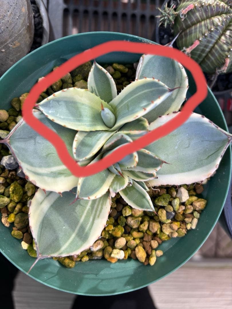 特別価格‼️ 発根済み❗️ アガベ　トランカータ　オリザバ　子株