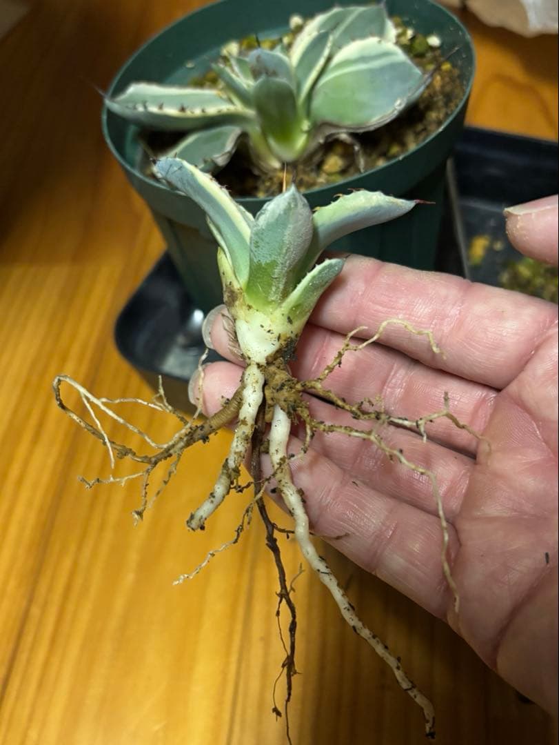 特別価格‼️ 発根済み❗️ アガベ　トランカータ　オリザバ　子株