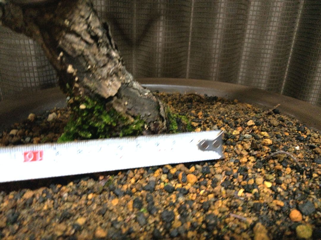 【中品　那須五葉松盆栽】　　　☆葉性抜群、お得品❗