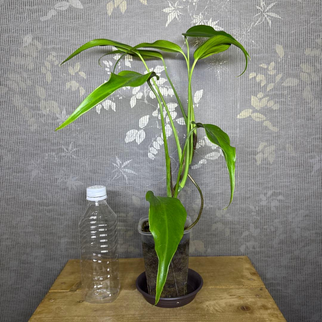 モンステラ バールマルクスフレーム ディラセラータ 大株