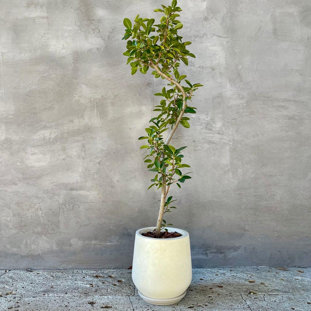 みさと　斑入り　フランスゴムの木　曲がり仕立て　プラ鉢発送