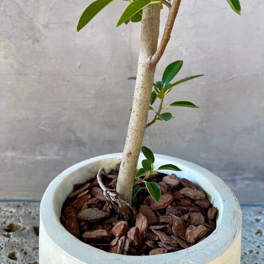 みさと　斑入り　フランスゴムの木　曲がり仕立て　プラ鉢発送