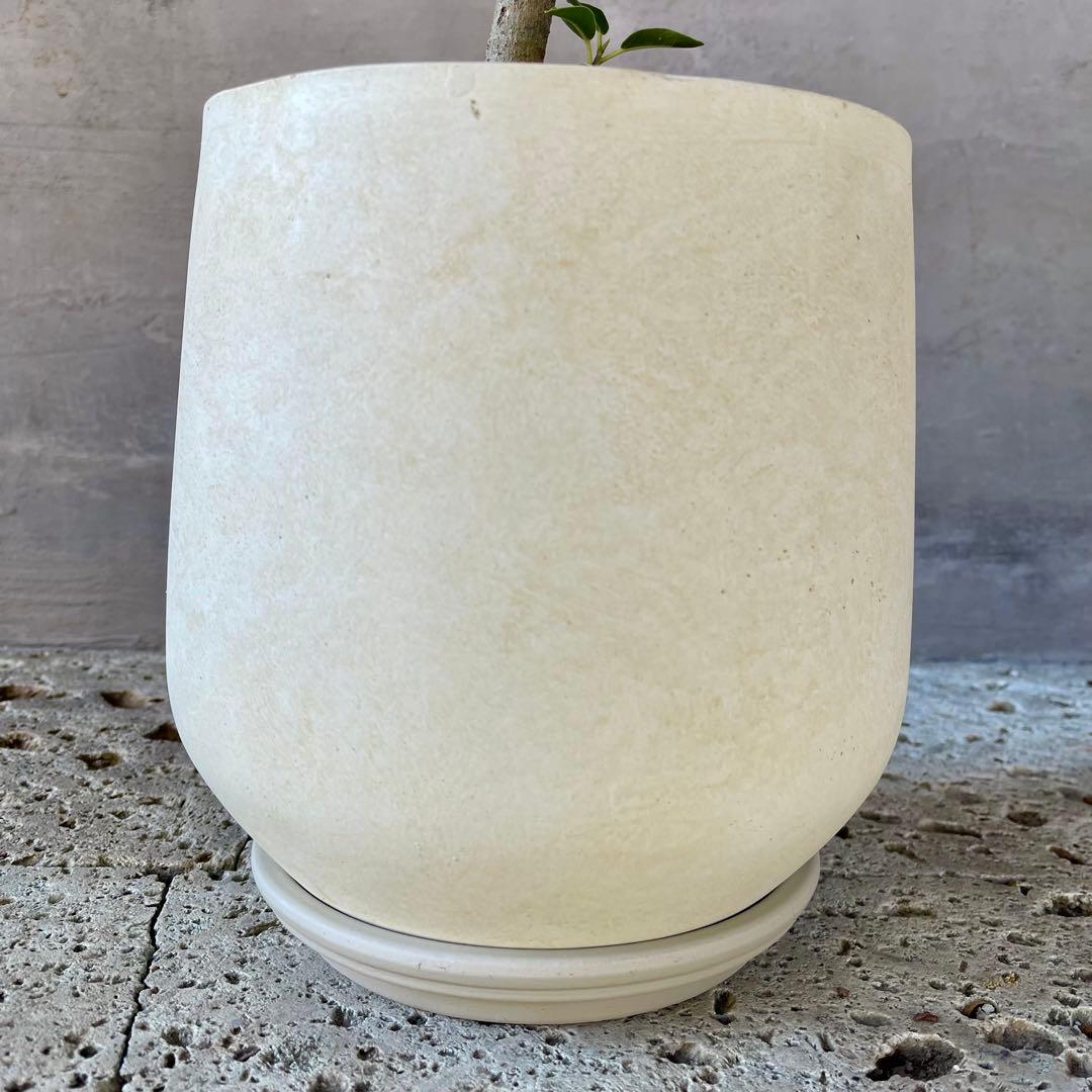 みさと　斑入り　フランスゴムの木　曲がり仕立て　プラ鉢発送