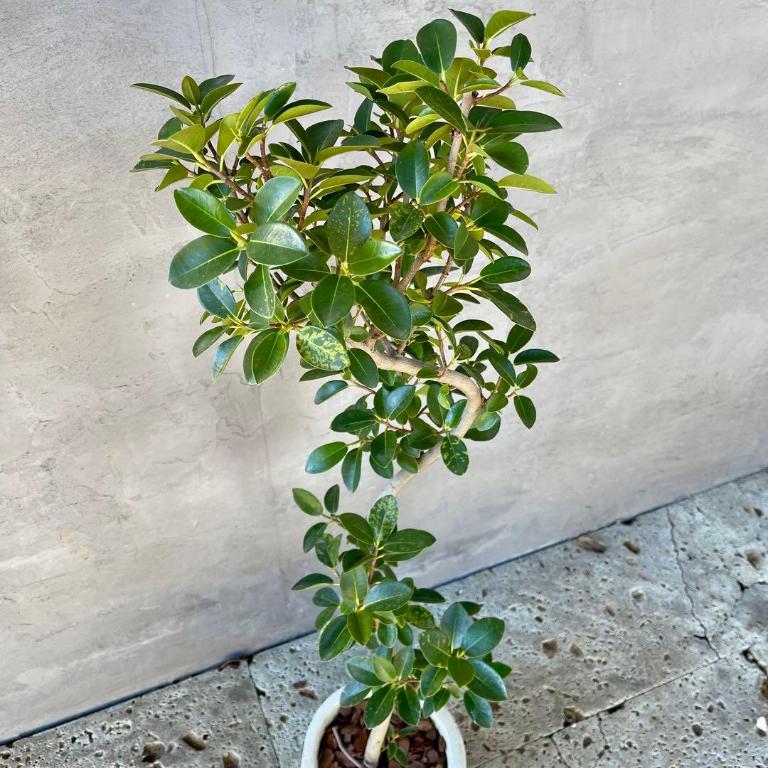 みさと　斑入り　フランスゴムの木　曲がり仕立て　プラ鉢発送