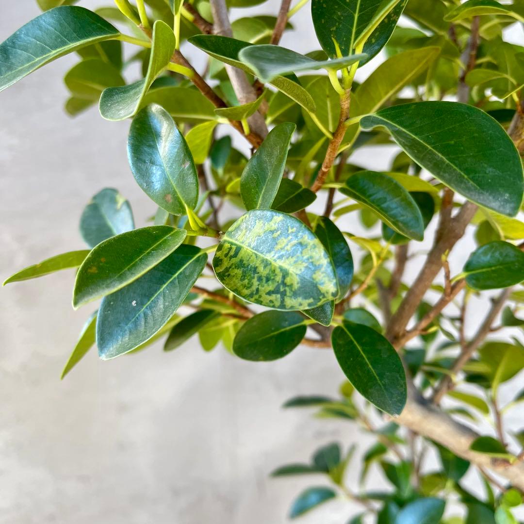 みさと　斑入り　フランスゴムの木　曲がり仕立て　プラ鉢発送