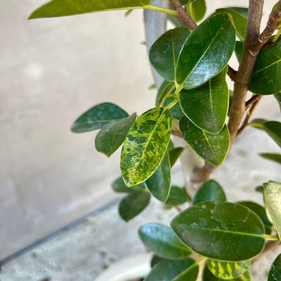 みさと　斑入り　フランスゴムの木　曲がり仕立て　プラ鉢発送