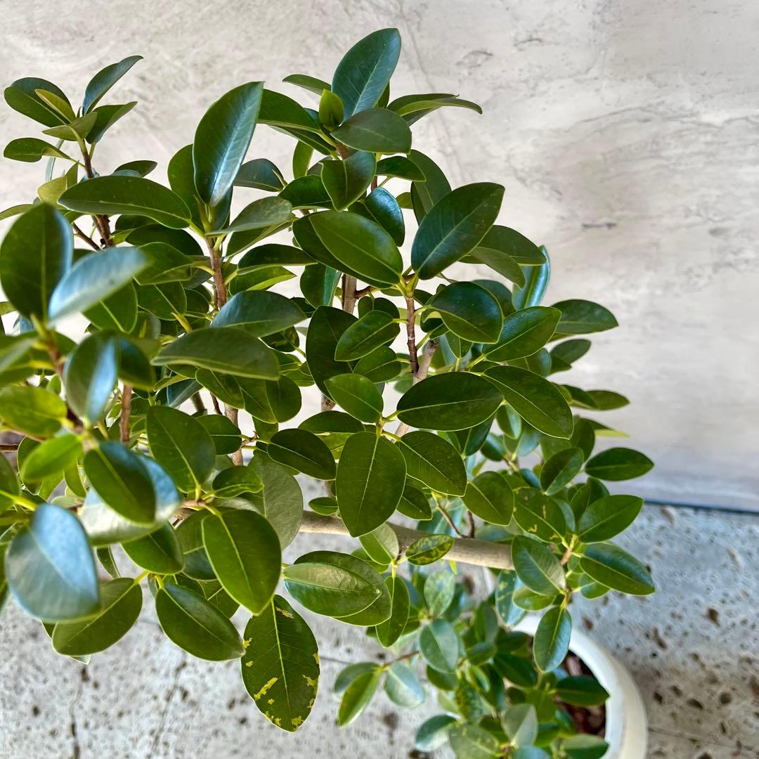 みさと　斑入り　フランスゴムの木　曲がり仕立て　プラ鉢発送
