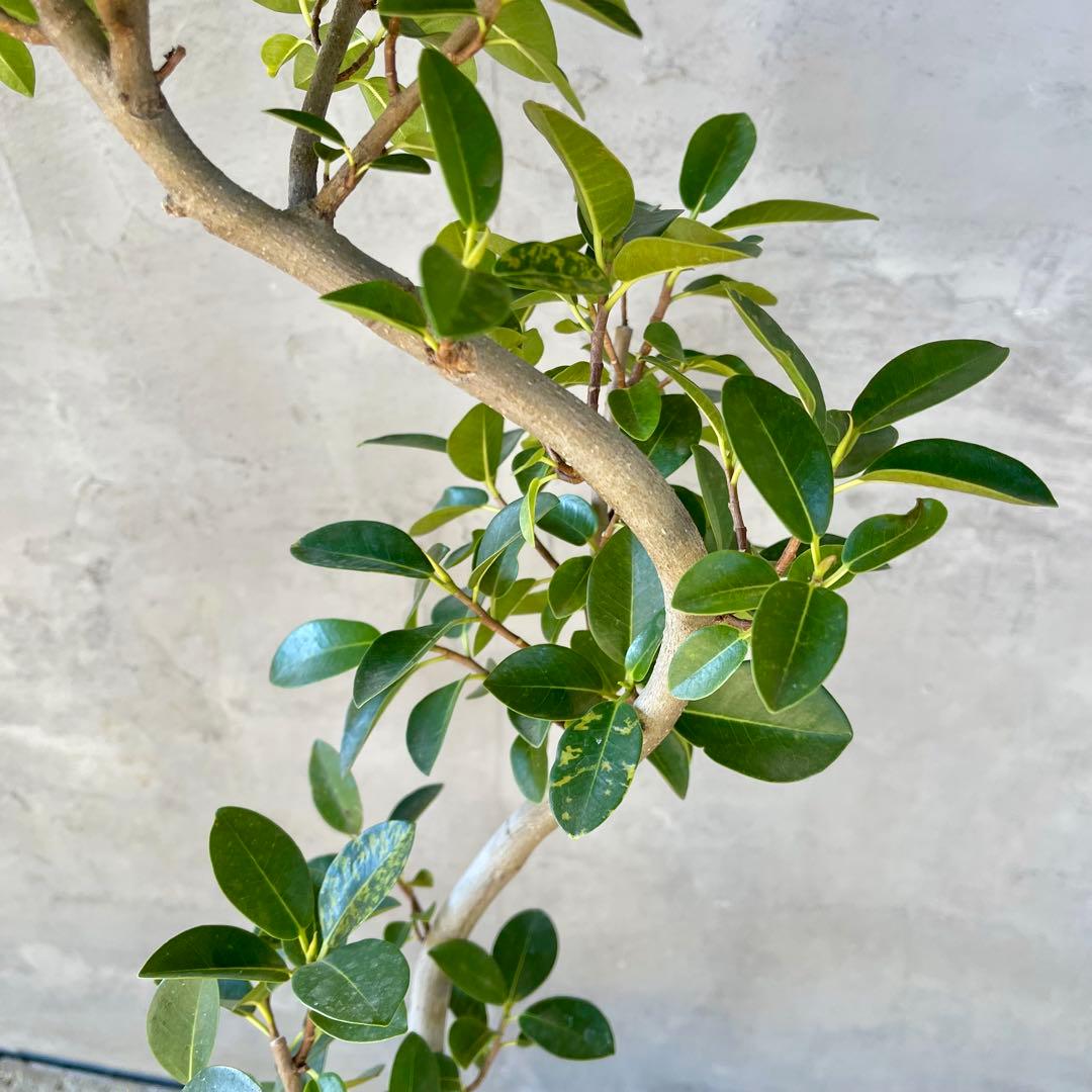 みさと　斑入り　フランスゴムの木　曲がり仕立て　プラ鉢発送