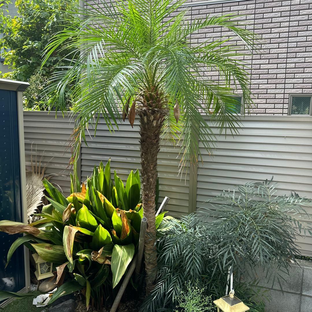 フェニックス ロベレニー(３年越冬済み)