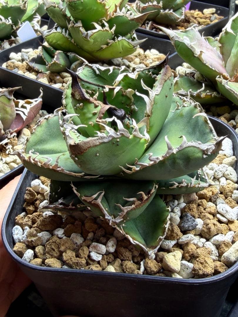 アガベ　チタノタ　冰雹