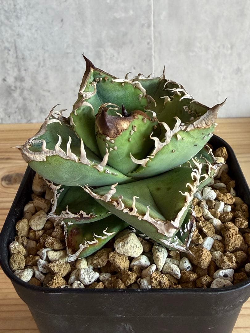 アガベ　チタノタ　冰雹