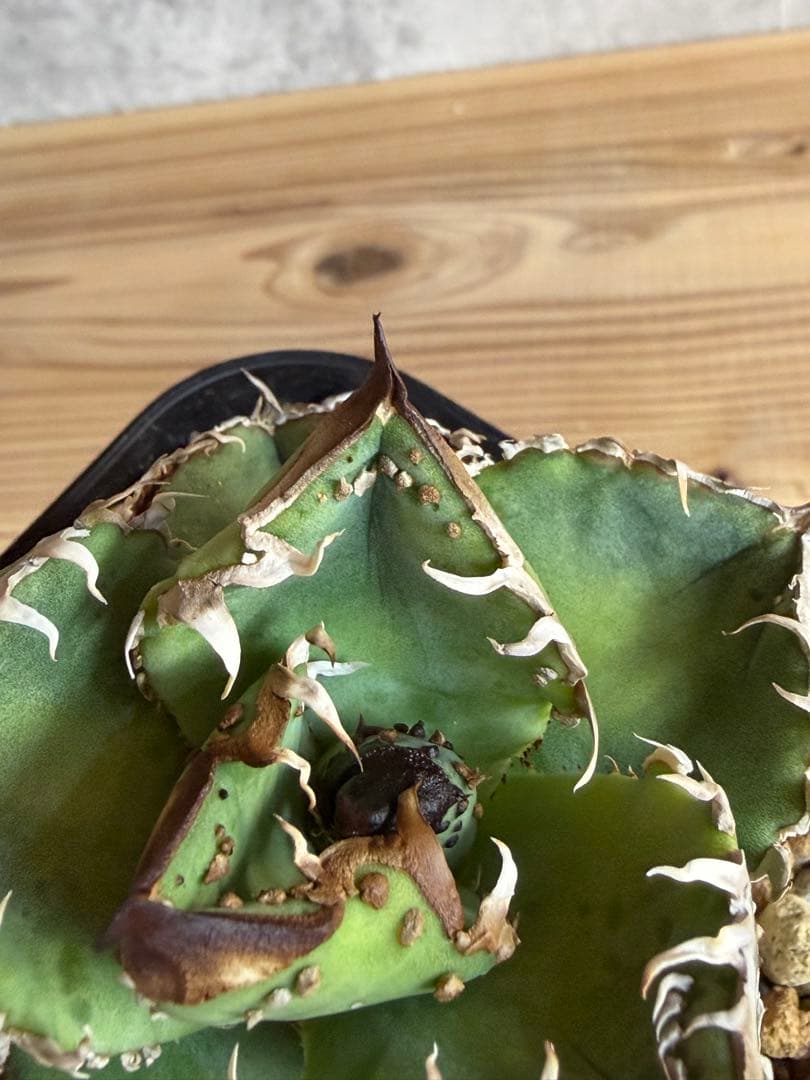 アガベ　チタノタ　冰雹