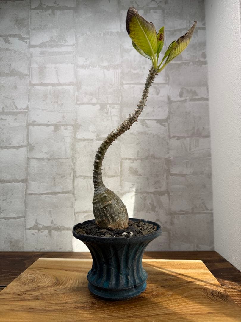 パキポディウム　ウィンゾリー　発根済み　現地株