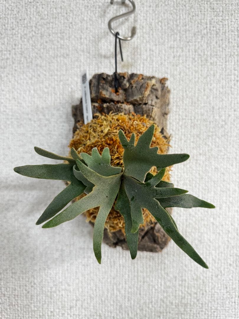 P. willinckii 'OMG'spore コルク　ビカクシダ　銀